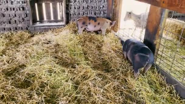 Petits cochons dans une petite ferme animale. Porcs et chèvres à la ferme dans des enclos séparés — Video