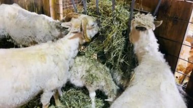 Keçiler bir keçi çiftliğinde kuru ot ya da saman yerler. Keçi yemi.