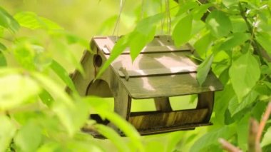 Kuşsuz bir ağaçta asılı beslenen