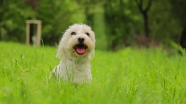 Yeşil çimlerde Yorkshire Teriyeri beyazı. Yaklaş. Evcil safkan köpek güneşli bir günde çimenli bir arazide oturuyor.