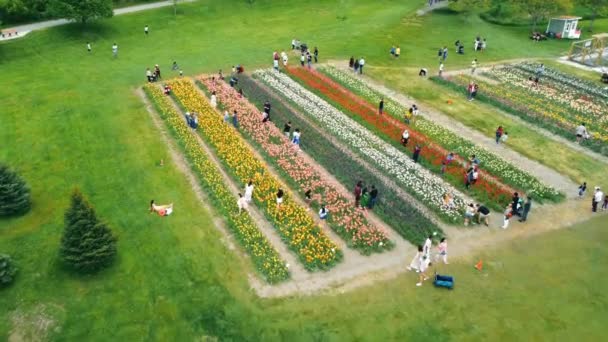 Nombreux Touristes Sont Photographiés Sur Champ Tulipes Vue Haut Sur — Video