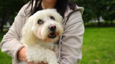 Bir kadının kollarında Malta köpeği. Mutlu bir gülümseme ve beyaz tüylü bir evcil köpek bakışı..