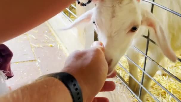 Granjero Cerca Acariciando Una Cabra Cuidado Las Cabras — Vídeos de Stock