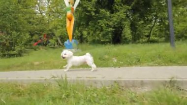 Beyaz ve tüylü Maltese köpeği parkta koşar