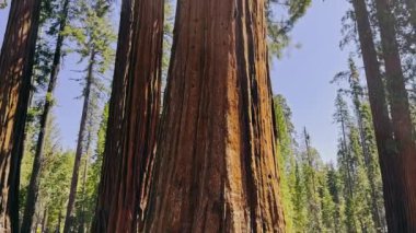 Yosemite Ulusal Parkı 'ndaki sekoya ağaçları. Sequoia Ormanı. Tepeden tırnağa dev bir ağacın görüntüsü. Kaliforniya Ulusal Parkı 'na turist gezisi.