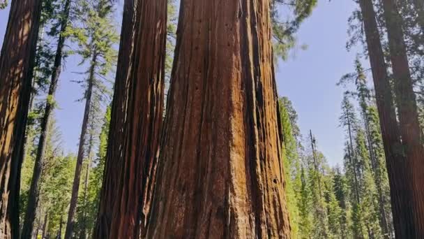 ヨセミテ国立公園のセコイアの木 セコイアの森 下から上まで巨大な木の眺め カリフォルニア国立公園への観光旅行 — ストック動画