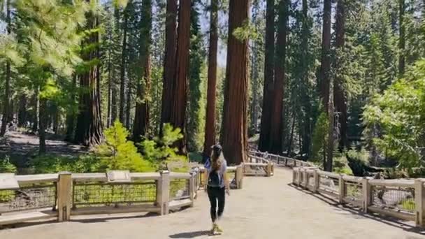 Woman Hiker Walking Sequoia National Park Large Redwood Trees Surround — Stockvideo