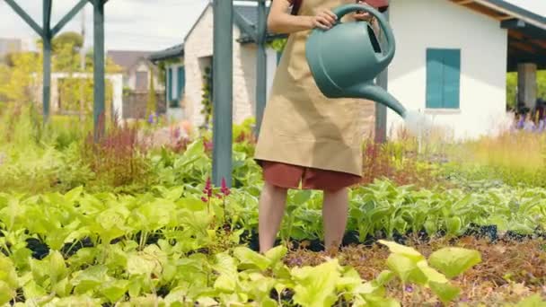 Φροντίδα Φυτών Ποτιστικά Φυτά Ποτιστήρι Γυναίκα Ποτίζει Διάφορα Είδη Βοτάνων — Αρχείο Βίντεο