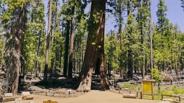 ヨセミテ国立公園のセコイアの木 セコイアの森 下から上まで巨大な木の眺め カリフォルニア国立公園への観光旅行 — ストック動画