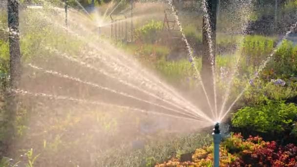 Αυτόματο Πότισμα Κήπου Και Λαχανικών Sprinkler Κεφάλι Πότισμα Πράσινο Γρασίδι — Αρχείο Βίντεο