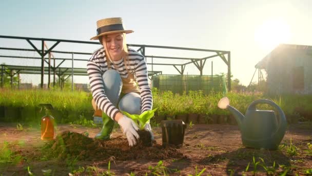 Jordbruk Jordbrukskvinnan Planterar Planta Trädgårdsskötsel Solnedgångsodling Och Växande Växter Kvinnlig — Stockvideo