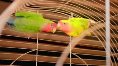 Bir kafeste ayrılmaz iki papağan. Yeşil turuncu büyük papağanlar birlikte.