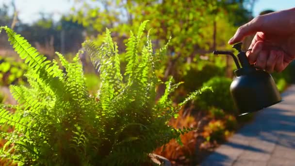 Sprøyte Fukte Bregnplanten Med Spray Plantepleie Hagearbeid Vannplanter Med Dekorativ – stockvideo