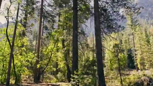 Viajando Coche Vista Desde Ventana Del Bosque Parque Nacional California — Vídeos de Stock