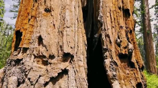 Sequoia Ağacı Yakın Plan Sequoia Ulusal Parkı Ndaki Sequoia Ağaçları — Stok video