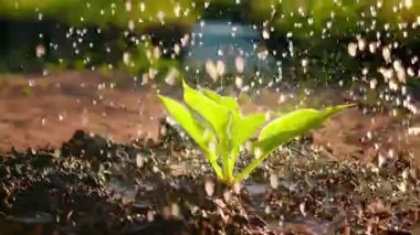 Hosta fabrikasını suluyorum. Büyük damlalar yeşil yapraklara düşer. Bahçedeki tohumlar. Tesise su damlaları düşer.