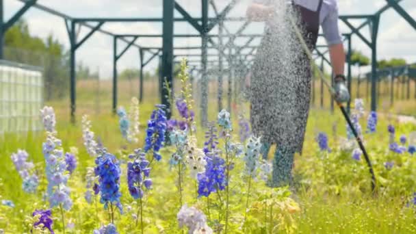 Man Watering Flowers Close Farm Sunny Day Watering Flowers Garden — Vídeo de stock