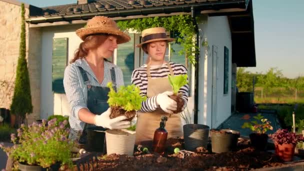 Overplanting Van Planten Tuinieren Twee Vrouwelijke Tuiniers Transplanteren Planten Potten — Stockvideo