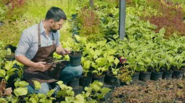 A male gardener enters information about a plant into a tablet. An employee describes plants for sale. Gardening and growing plants and herbs for sale