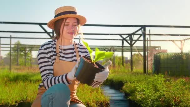 Mulher Feliz Agricultor Jardineiro Cuidando Planta Hosta Agricultura Plantas — Vídeo de Stock