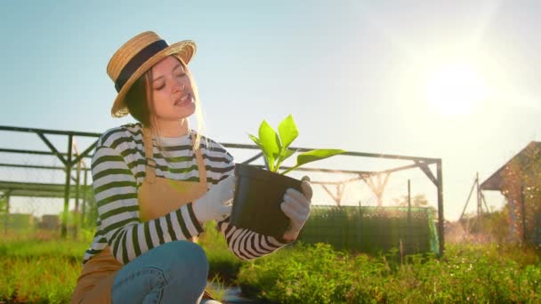 Farmářka Drží Rukou Sazenici Rostliny Hosta Pěstování Rostlin Zemědělství Zelená — Stock video