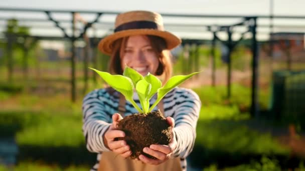 Female Gardener Holds Host Plant Seedling Her Hands Woman Shows — Stock video