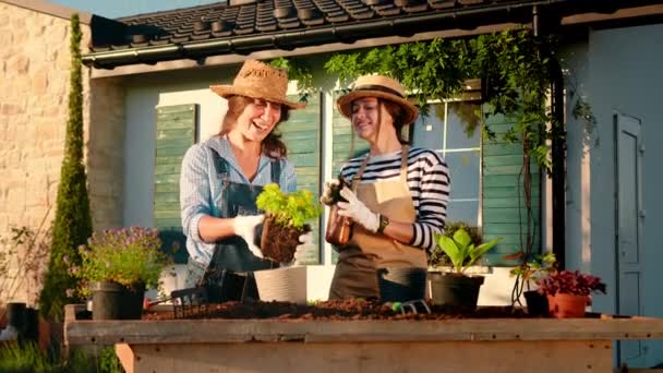 Plant Care Gardening Two Women Gardeners Transplant Plant Seedlings Splicing — ストック動画