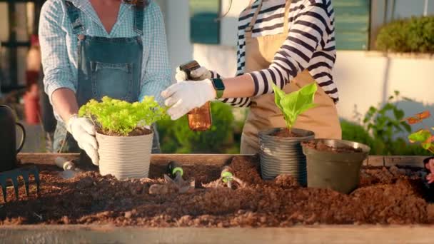 Close Plant Care Gardening Two Women Gardeners Transplant Plant Seedlings — Stockvideo