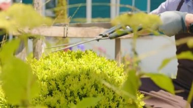 The gardener trims the bush with large garden shears. Landscape design and modeling of the shape of a green bush