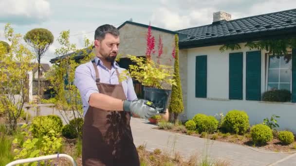 Florist Man Examines Pot Plant Plant Care Landscape Designer Examines — Video