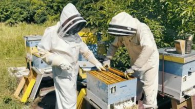 Beekeeping. Two beekeepers in protective suits get honeycombs with honey. Collection of honey from beehives