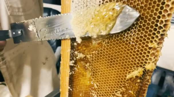 Beekeeping Close Beekeeper Cuts Wax Honeycomb Honey Golden Natural Honeycomb — 图库视频影像