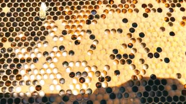 Honeycombs Wooden Beehive Apiculture Close Bees Beehive — Stock Video