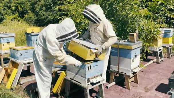 Two Beekeepers Apiary Take Frames Honey Hive Bdollars Protective Suits — Vídeo de Stock