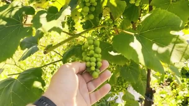 Vintner Growing Grapes Examines Green Bunch Grapes Hand Holding Green — Vídeo de Stock