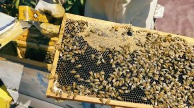 Beekeeper examining nucleus hive frame with honey. Many bees surrounded the frame. Beekeeping