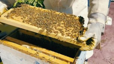 Frame with honey and bees. A beekeeper dismantles a frame with honey and bees from a hive. Beekeeping and apiary