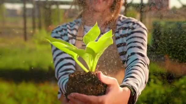 Girl Holding Plant Her Hands Splashes Water Dripping Her Background — Video Stock