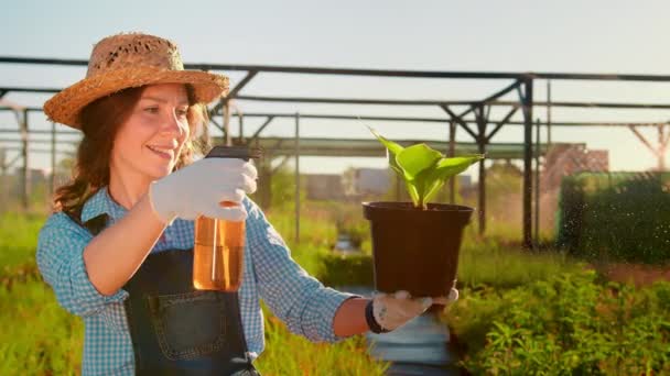 Gardener Sprays Flowerpot Holding Her Hands Young Woman Sprays Plant — Vídeos de Stock