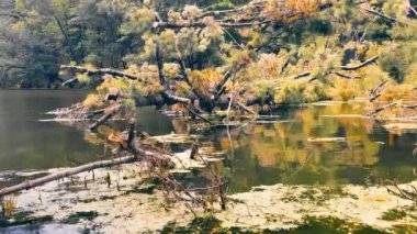 Wild nature and a tree that fell into the lake. A large, half-sunken old tree lying on the surface of the lake.