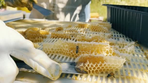 Productietechnologie Voor Honing Handenarbeid Bijenstal — Stockvideo