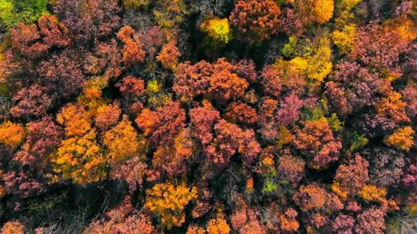 Vista Aérea Topo Cores Outono Incrivelmente Bonitas Florestas Árvores Visão — Vídeo de Stock