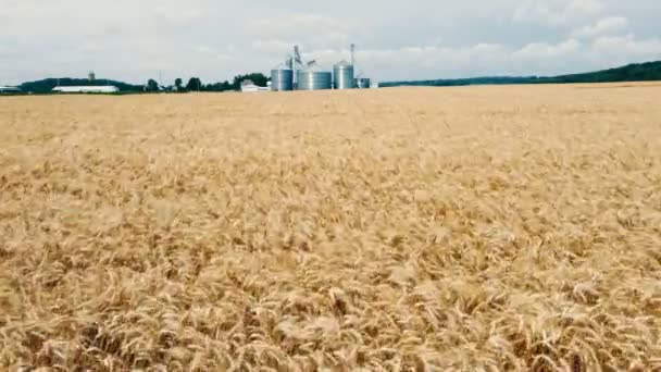 Aerial Flight Felett Mező Érett Sárga Búza Gabona Lift Háttérben — Stock videók