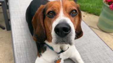 Bir av köpeğinin yakın çekimi kameraya bakıyor ve güverte sandalyesinde yatıyor. Bir gece köpeğine yakın çekim