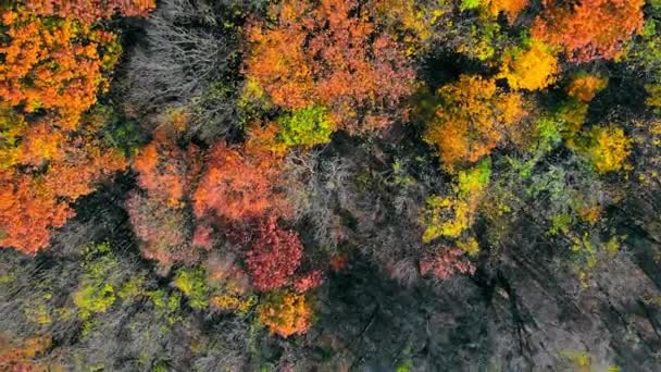 Vista Aérea Parte Superior Increíblemente Hermosos Colores Otoño Bosques Árboles — Vídeo de stock