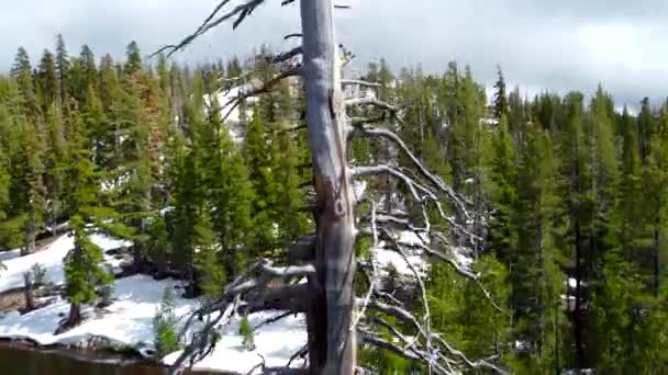 Antena Suche Drzewo Natura Wyżyn Panorama Gałęzi Drzewa Które Wyschło — Wideo stockowe