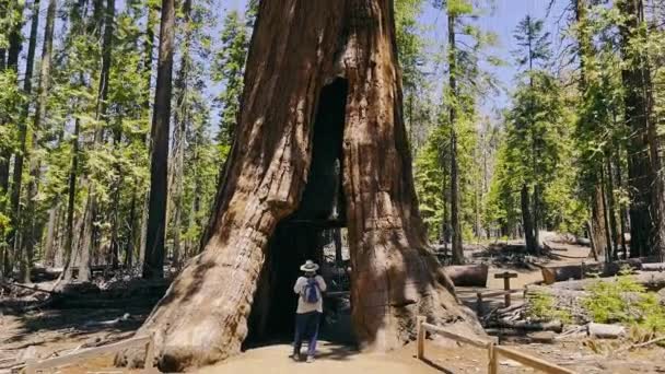 ヨセミテ国立公園 カリフォルニアトンネルツリー 観光客がレッドウッドの木のトンネルを検査する — ストック動画