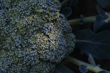 Green background with garden broccoli.