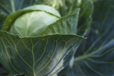 Food background. Close-up green cabbage background.