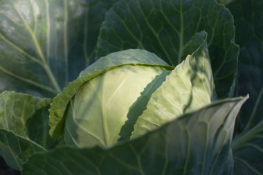 Food background. Close-up green cabbage background.